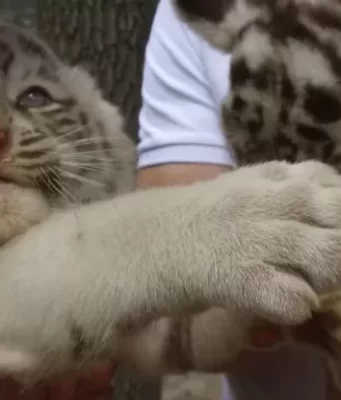 W Feldman Ekoparku urodziły się dwie młode białych tygrysów