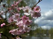 Nowy kolor Kijowskiej strefy spacerowej: największa aleja sakur na Ukrainie