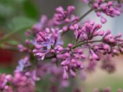 Kijów zakwita fiołkami: gdzie zrobić niezapomniane zdjęcie