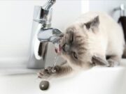 Awaria wodociągu w centrum Kijowa: kilka budynków bez wody